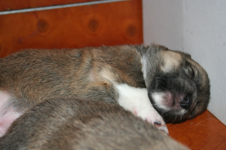Puppies